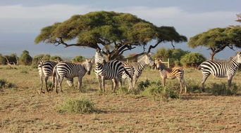 非洲野生动物世界